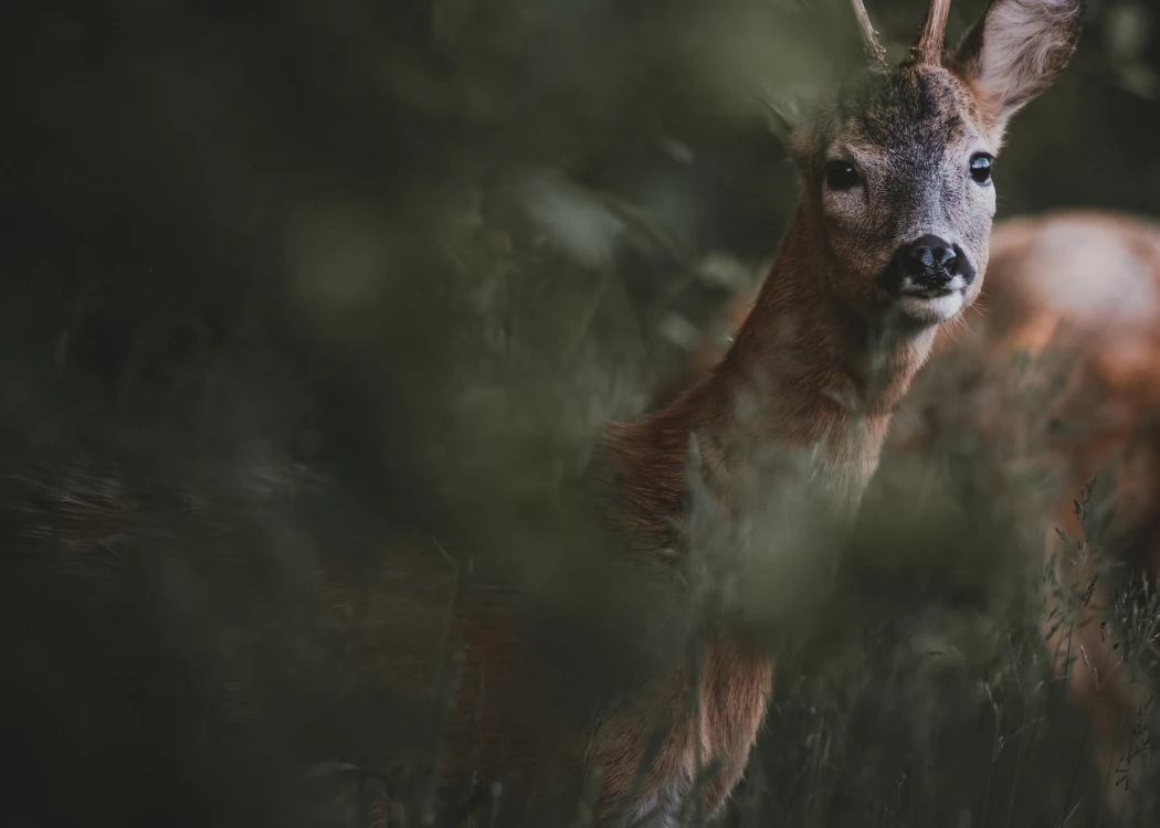 The largest concentration of the Sambar Deer can be found at the Central Catchment Nature Reserve.
