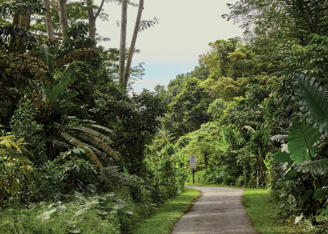 Green Corridor hiking trail at Bukit Timah Nature Reserve.